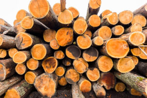 standing timber after we harvest from landowners in michigan. Sawmill located in west michigan, rockford, mi - Kent County. We buy timber from Michigan land owners.